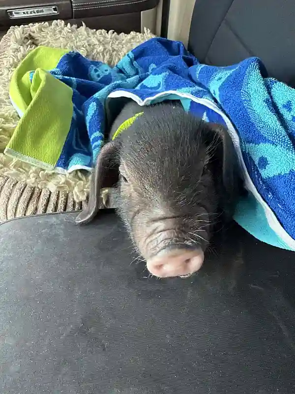 Baby piglet wrapped in blue towel in car seat