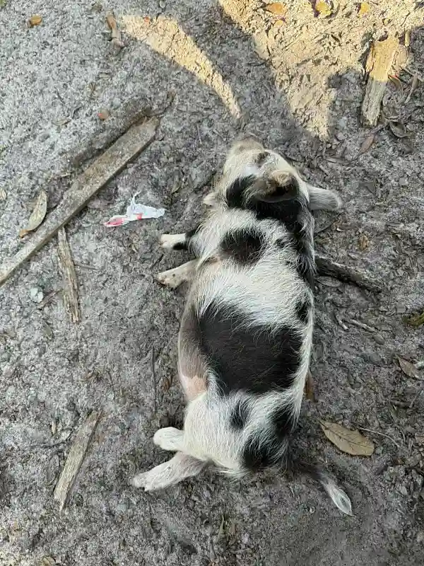 Spotted piglet sleeping on its back on the ground