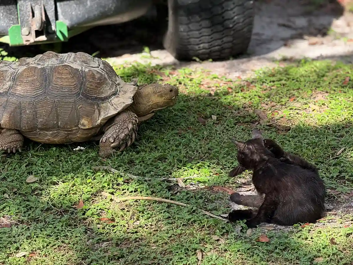 Large tortoise and black cat sitting on green grass