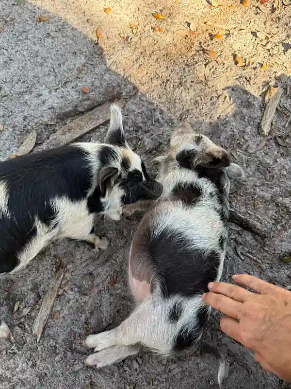 Two spotted piglets with person petting one belly