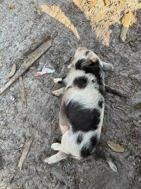 Spotted piglet sleeping on its back outdoors