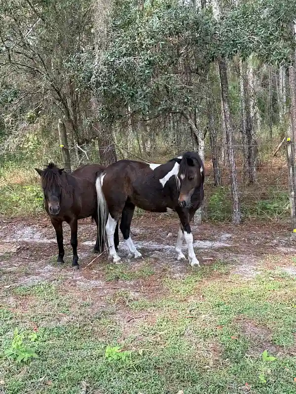 Two horses standing together in wooded pasture