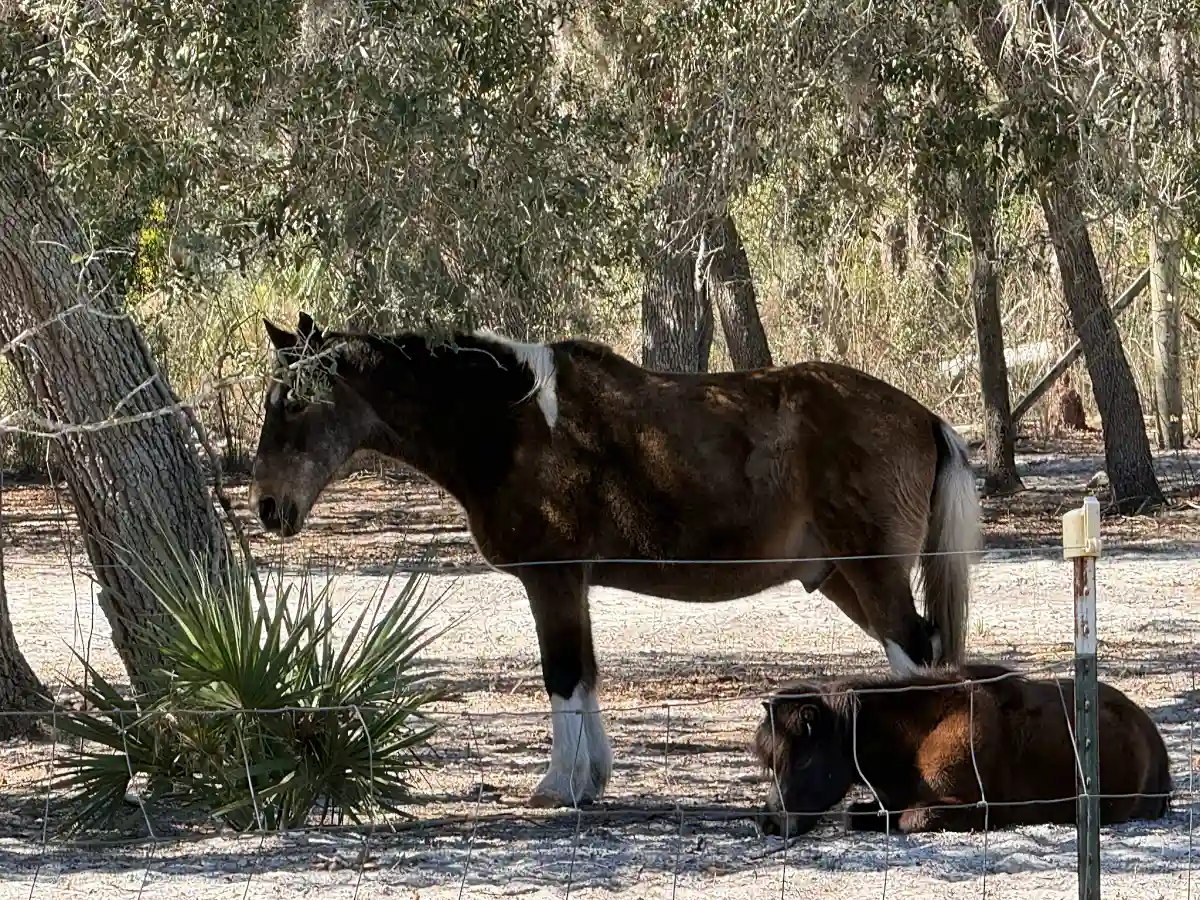 Large draft horse standing with mini horse resting below