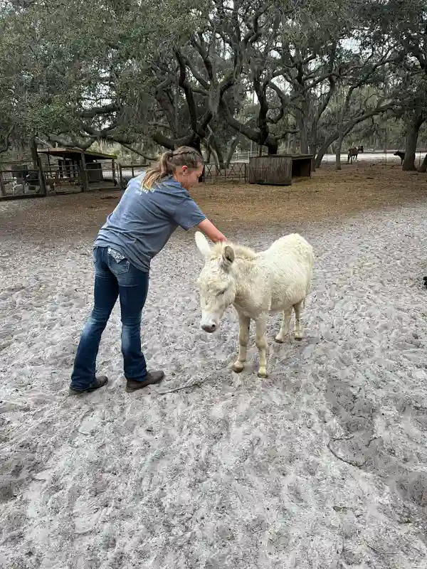 Woman petting white donkey under oak trees