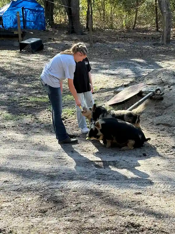 Woman and child feeding pigs on the farm