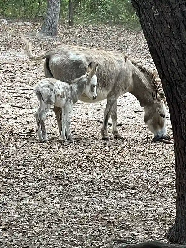 Mother donkey with newborn baby donkey foal
