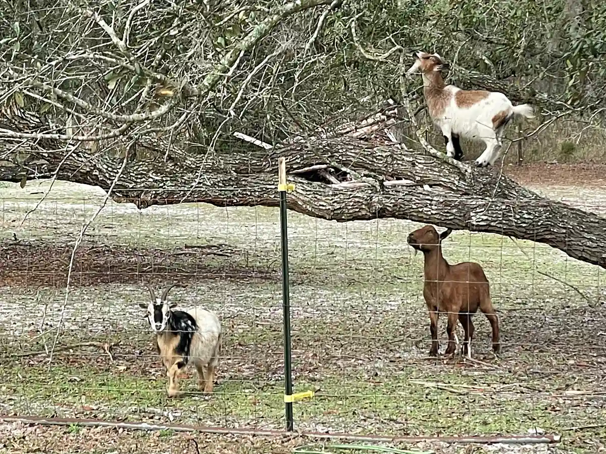Goats climbing on fallen tree in pasture