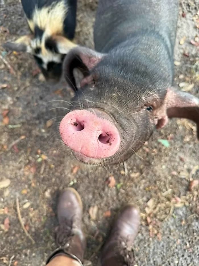 Michone the Miniature Pig Pig