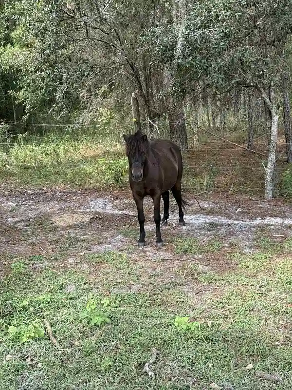 Soda Pop the Quarter Horse Horse