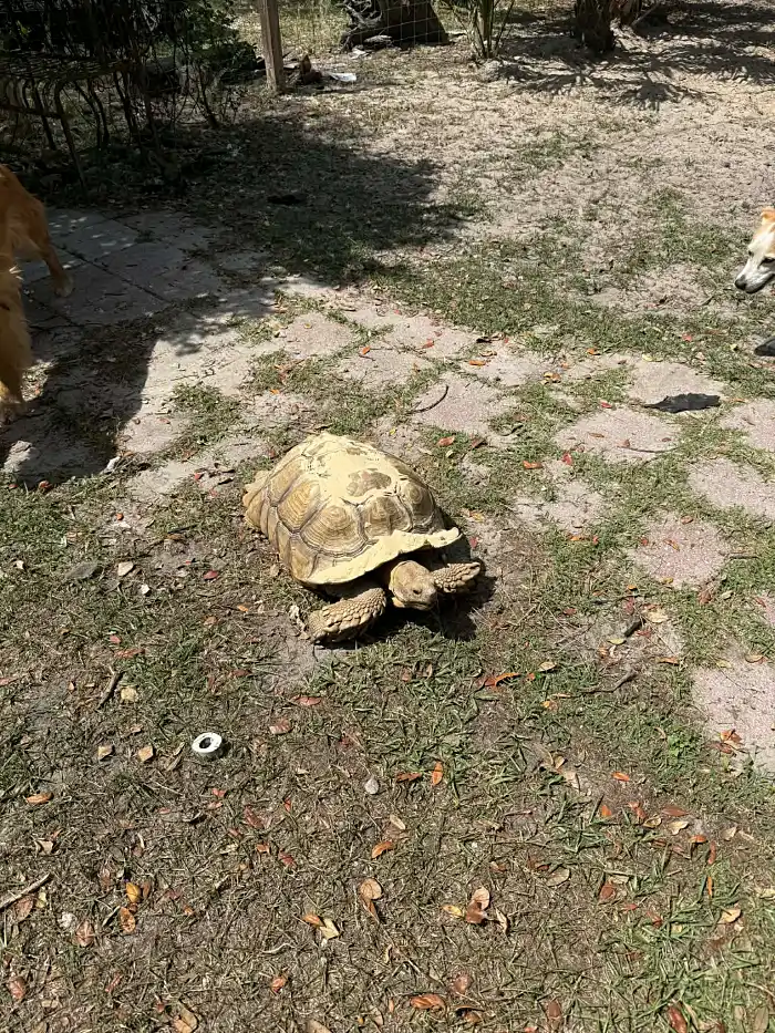 Lionel Richie the Sulcata Tortoise
