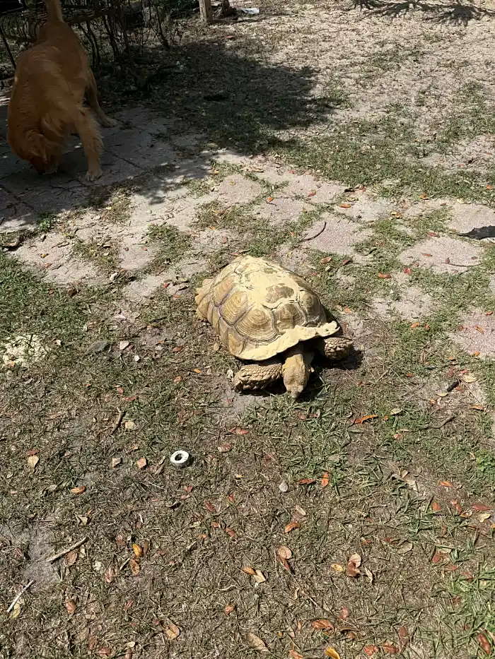 Lionel Richie photo 2