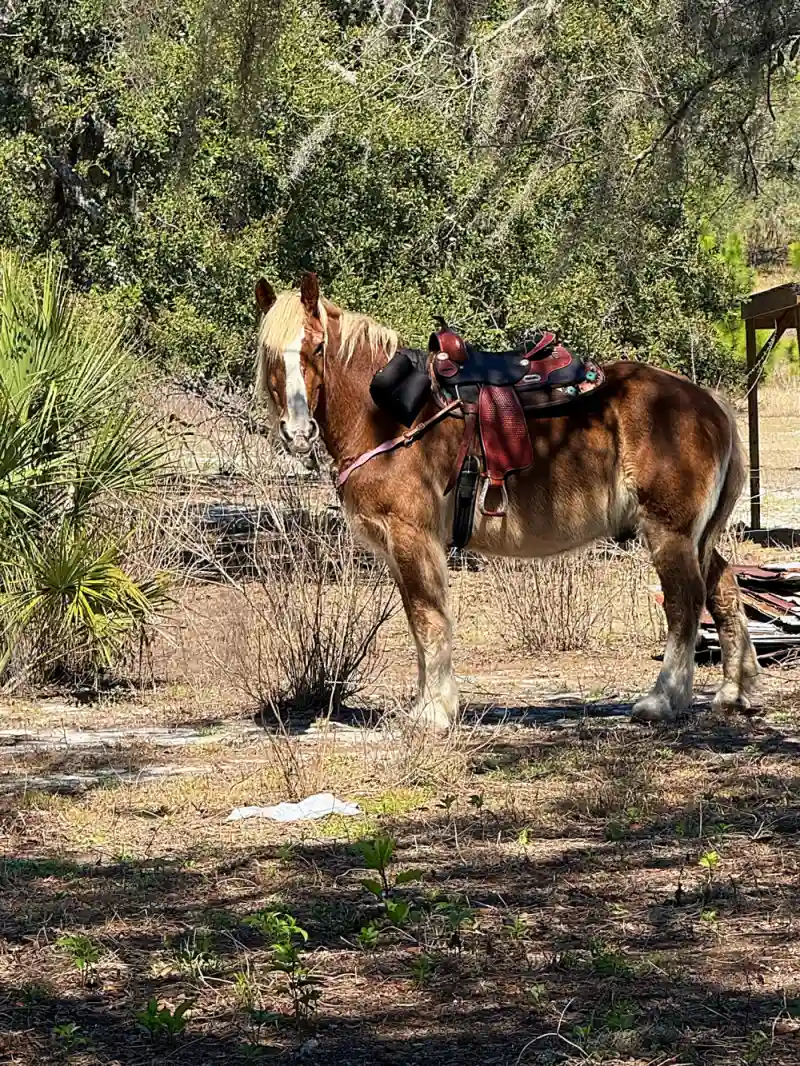 Zeke the Draft Cross Horse